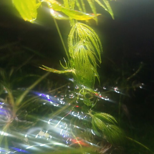 Cerato Leaf Aquarium Plant new
