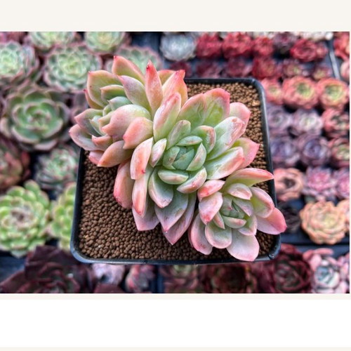 Rainbow Succulent Echeveria seeds, pack of 20