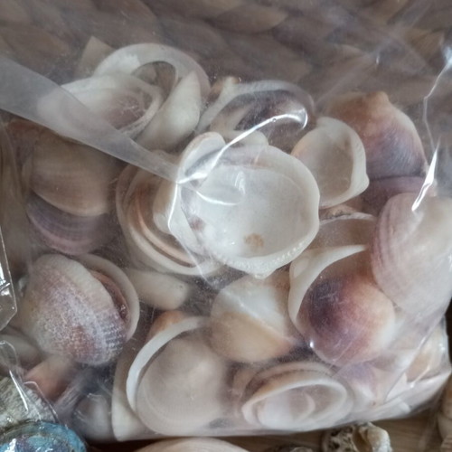 Natural seashell collection, various sizes and shapes, 2kg
