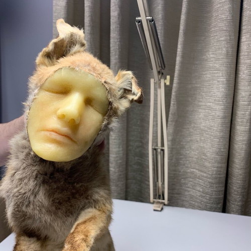 Vintage fox with wax human face used