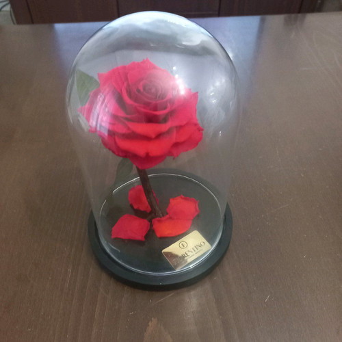 Forever Rose Fiorentino new long-lasting rose