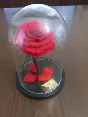 Forever Rose Fiorentino ново дълготрайно роза