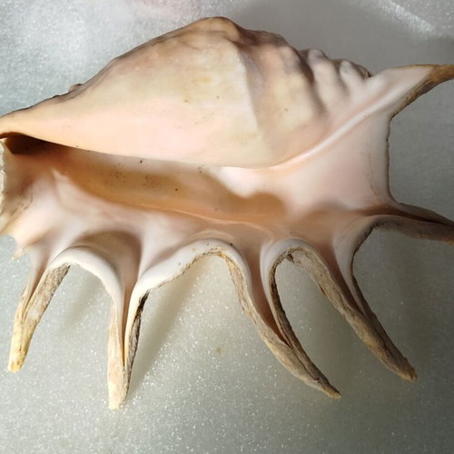Seashells used, pack of 2 very old over 40 years