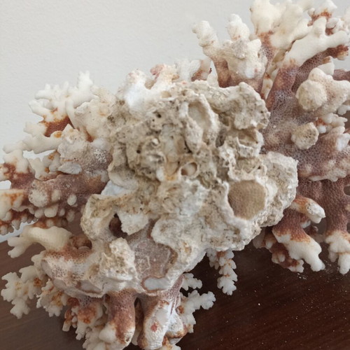 Vintage large natural white coral decor