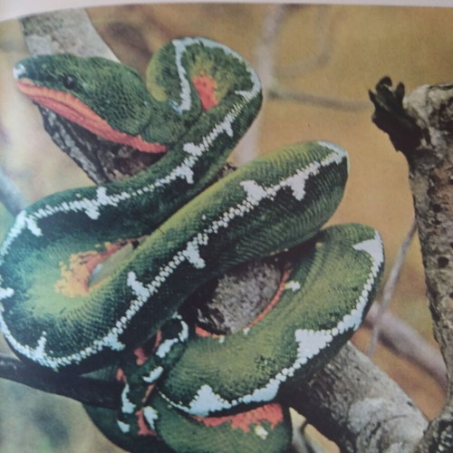 The Wonders of the Animal World like new