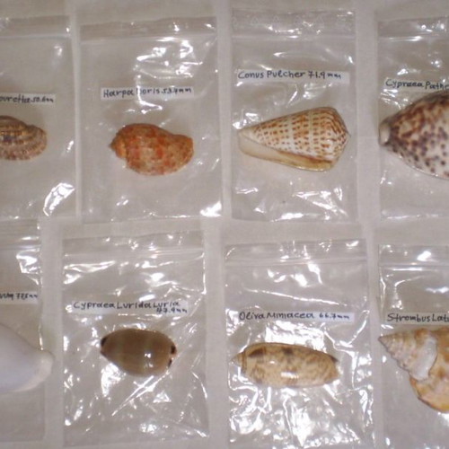 Natural sea shells used, collection of 137 pieces, selected