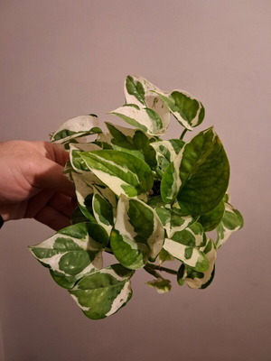 Box with 3 Pothos Plants Njoy, Golden, Neon new