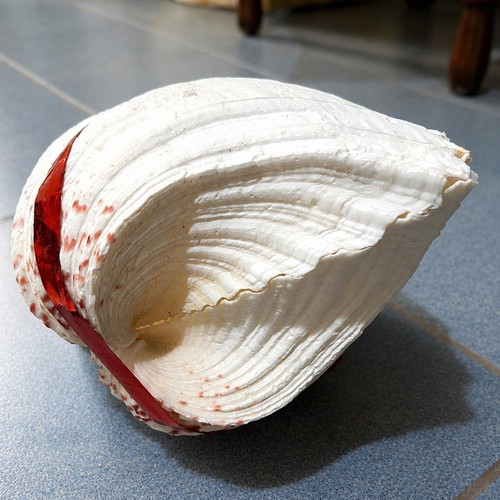 Tridacna Giant Clam shell pair, white with red details