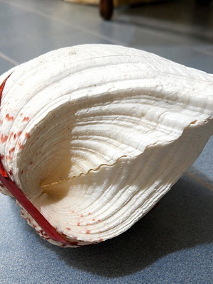 Tridacna Giant Clam shell pair, white with red details