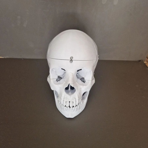 Plastic human skull like new, accurate replica with 3 detachable parts