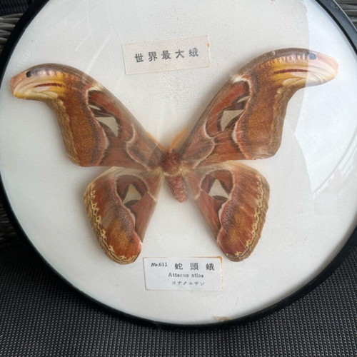 Attacus atlas moth like new, known as Atlas moth
