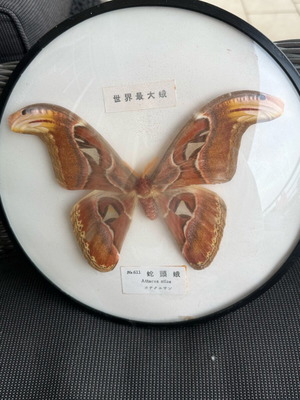 Attacus atlas moth like new, known as Atlas moth