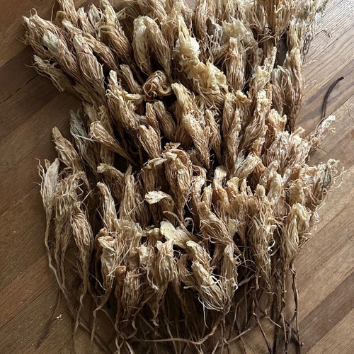 Dried cactus flowers - queen of the night, craft decoration