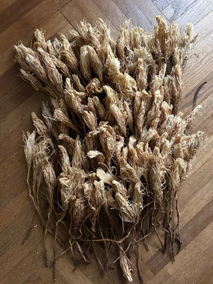 Dried cactus flowers - queen of the night, craft decoration