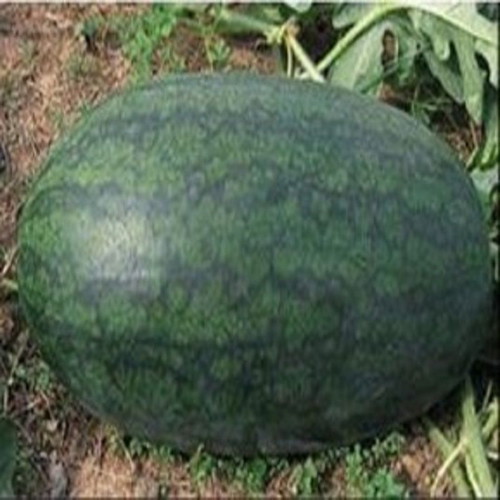 Black Diamond watermelon seeds, pack of 20, traditional variety