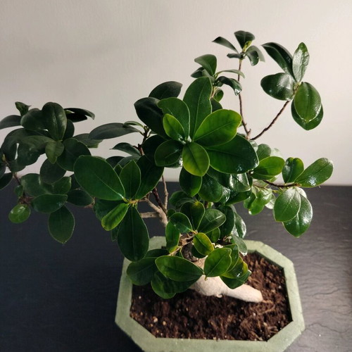 Bonsai Ficus Ginseng 10 Years Care in Handmade Eco Pot