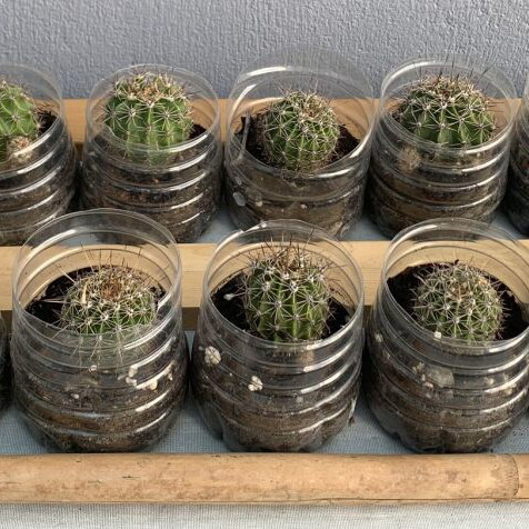 Echinopsis cacti, 14 three-year-old plants