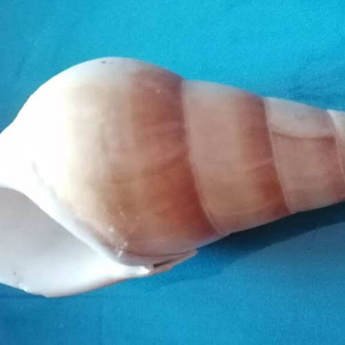 Medium Seashell #2 like new