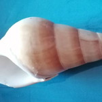 Medium Seashell #2 like new