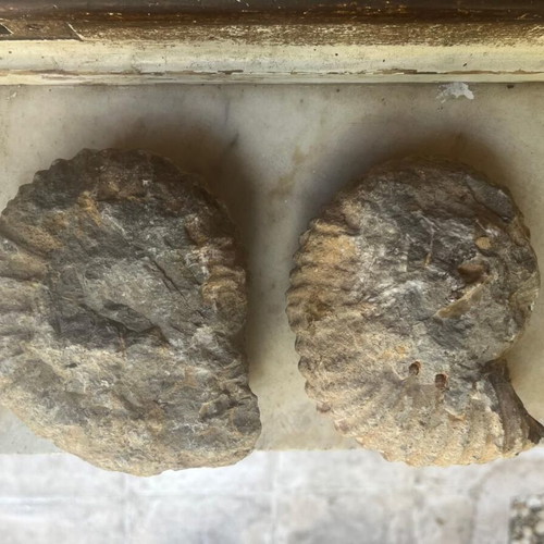 Rare Pair of Large Ammonite Fossils 15cm & 14cm