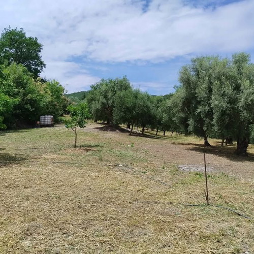 Olive Grove Land 10,000 m² with 119 Healthy Trees in Aetolia-Acarnania