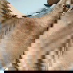  Δερμάτινη τσάντα Burberry σε καφέ χρώμα.