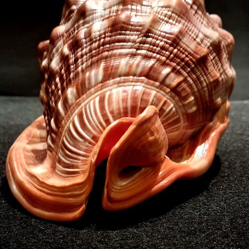 Cypraecassis rufa shell new, tropical bullmouth cameo specimen