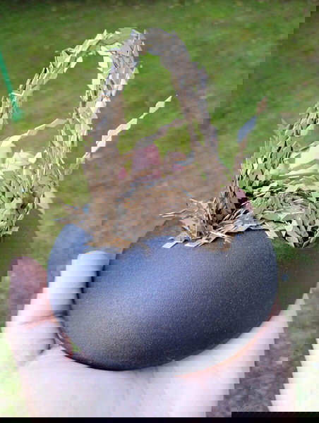 Loncraine Broxton: Магнитно усещане