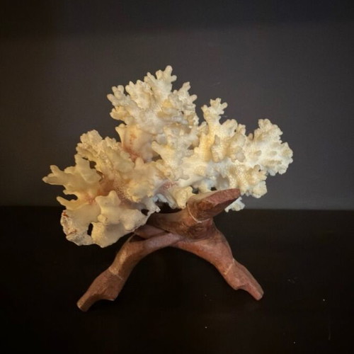 Natural White Coral on Wooden Base collectible sea decoration like new