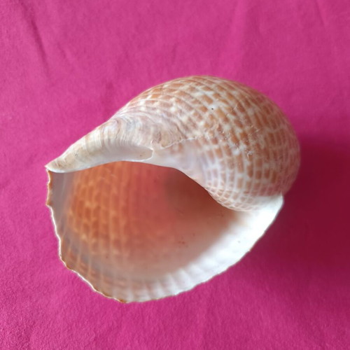 Tonnidae Tonna shells like new, 2 pieces from Madagascar