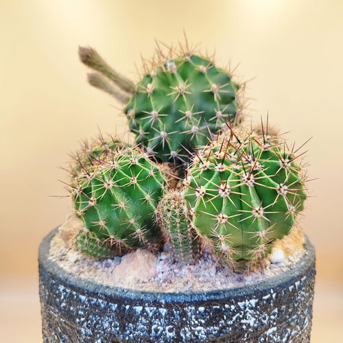 Echinopsis arrangement in ceramic pot new