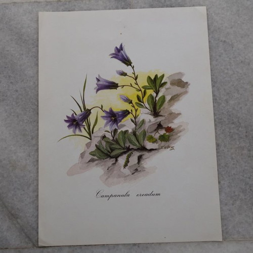 Set of 4 used watercolor reproductions with wildflowers