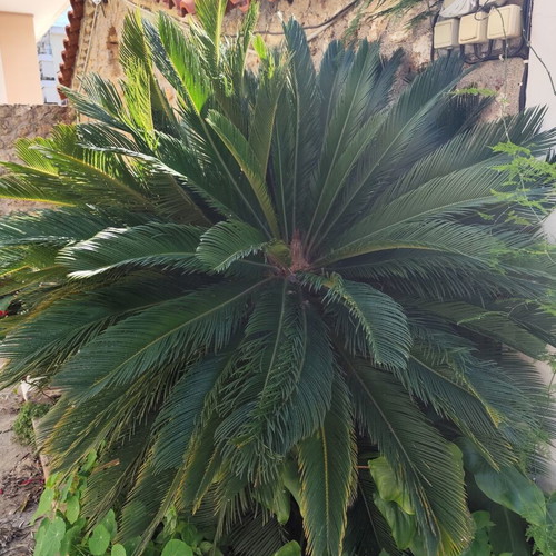 Cycas plant in pot, 25 years old, with 2 younger plants