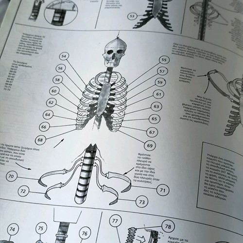 Build Your Own Human Skeleton new, Paper Craft Series