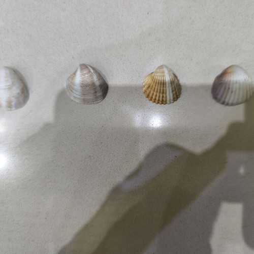 Wild sea shells collection