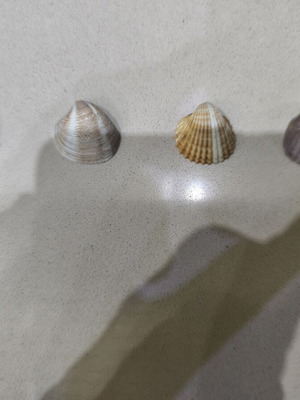 Wild sea shells collection