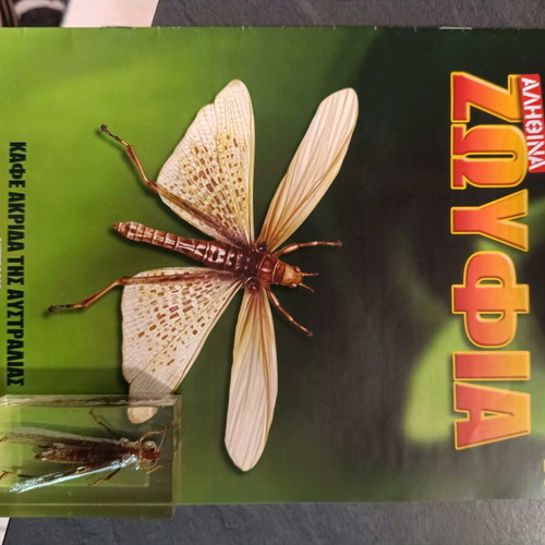 Real Bugs Issue 24 used