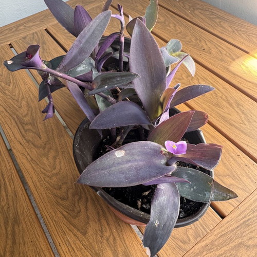Telegraph plant new