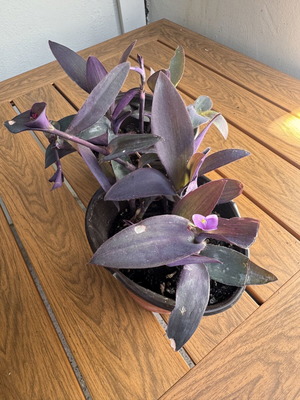 Telegraph plant new
