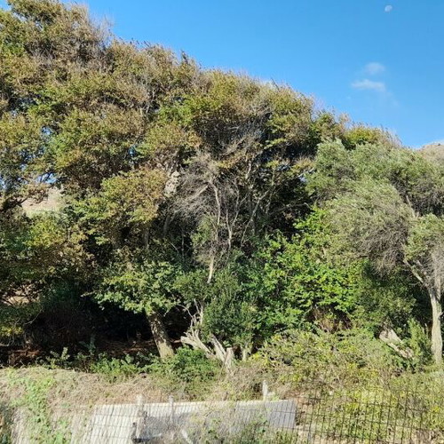 Plot of land with olive trees in village Kalloni, buildable, 255 m²