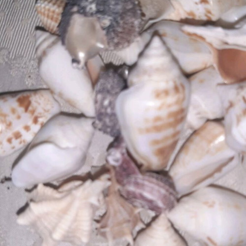 Seashells like new decorative