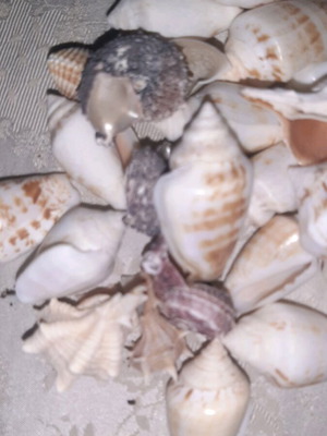 Seashells like new decorative