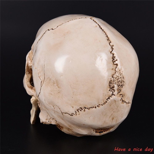Skull handmade, accurate medical replica, new