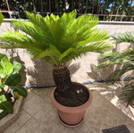 Cycas plant new