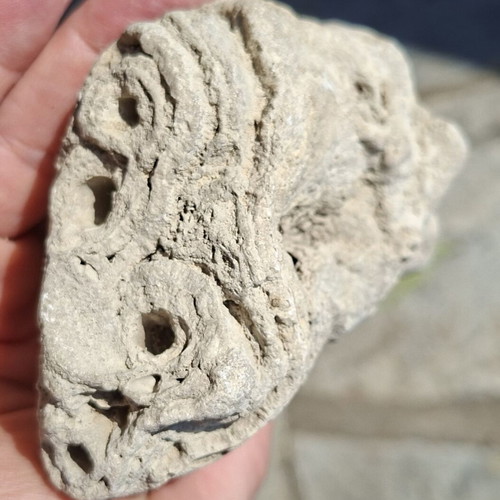 Travertine plant fossil from Evros source