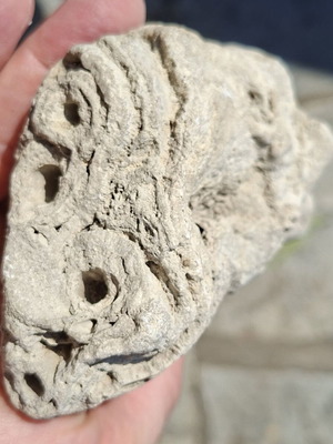 Travertine plant fossil from Evros source