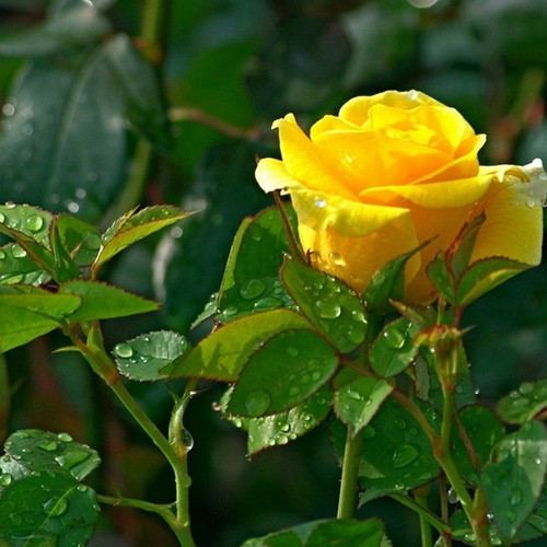 Yellow Rose Exotic Flowering Plant Seeds, pack of 25