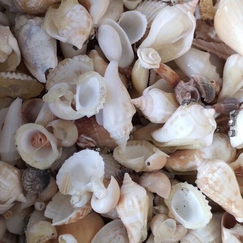 Sea shells used, assorted types pack