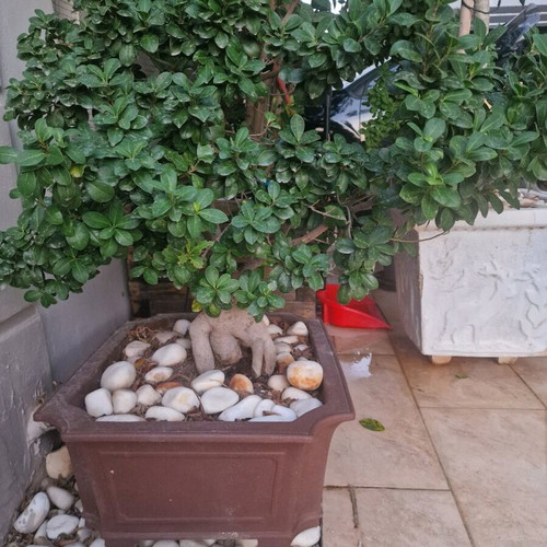 Bonsai Ginseng new