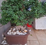 Bonsai Ginseng new